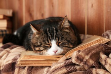 Şirin kedi ekose kitap ile yalan 