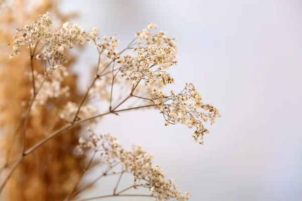 Fleurs sauvages séchées sur fond clair — Photo