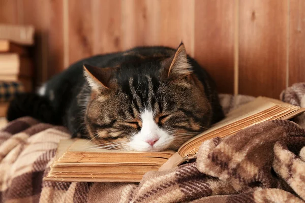 Carino gatto sdraiato con libro su plaid — Foto Stock
