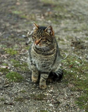Evsiz kedi açık havada