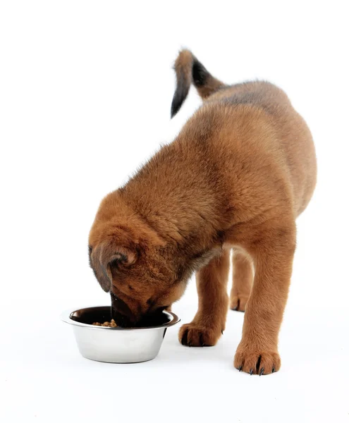 Carino cucciolo mangiare isolato su bianco — Foto Stock