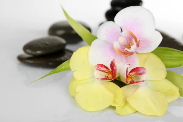 Wellness-Steine mit Orchidee — Stockfoto
