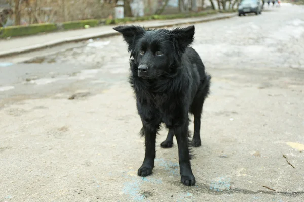 Cão rafeiro ao ar livre — Fotografia de Stock