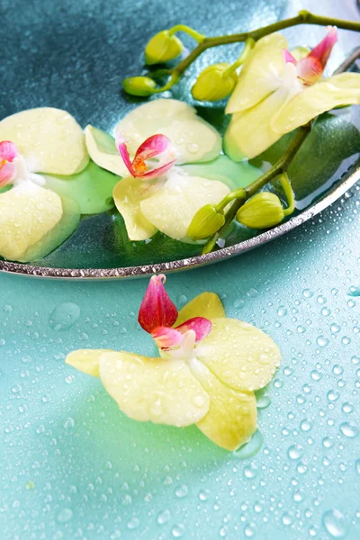 Lindas flores de orquídea em água close-up — Fotografia de Stock