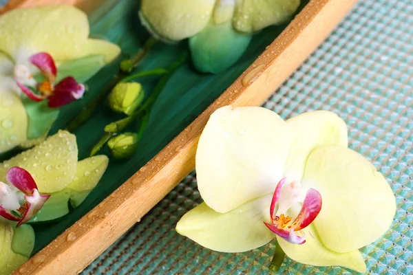 Красиві квіти орхідей у воді крупним планом — стокове фото