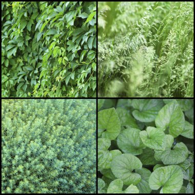 Yeşil bitkiler örnekleri kolaj