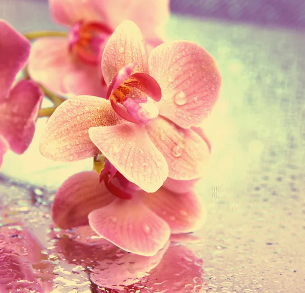 Красивая цветущая орхидея на ярком фоне — стоковое фото