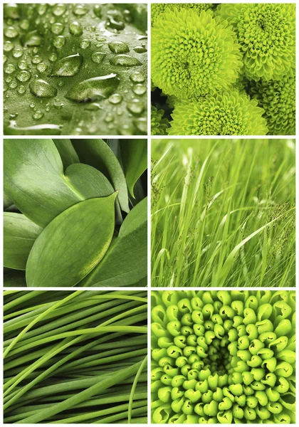 Green color samples collage — Stock Photo, Image