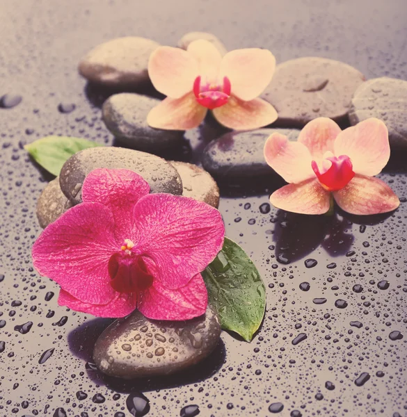 Орхидея с камнями — стоковое фото