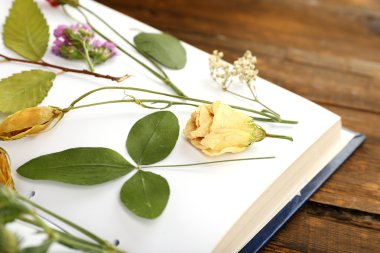 Kuru bitkiler üzerinde tablo üzerinde kitap kadar yakın çekim