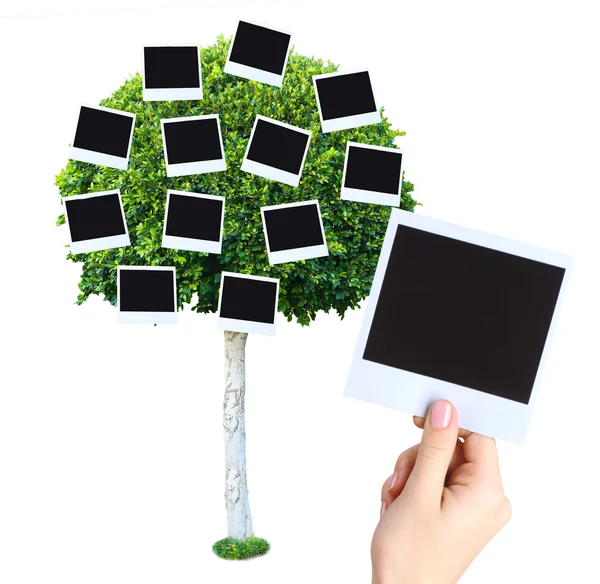 Gran árbol verde con tarjetas de fotos en él aislado en blanco — Foto de Stock