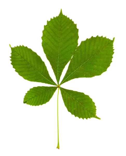 Hoja verde aislada sobre blanco — Foto de Stock