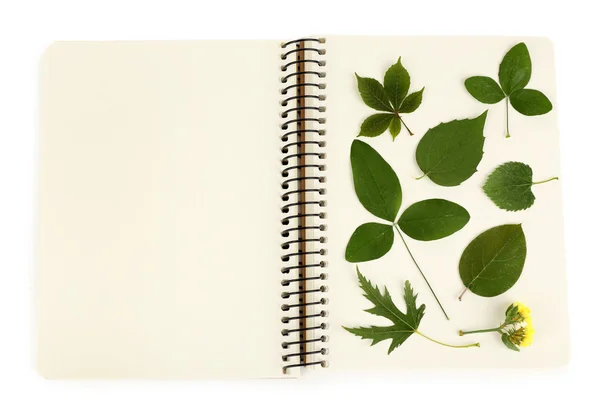 Dry up plants on notebook close up — Stock Photo, Image