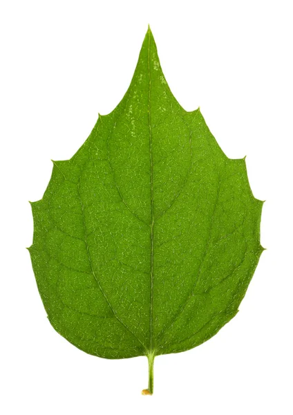 Green leaf isolated on white — Stock Photo, Image