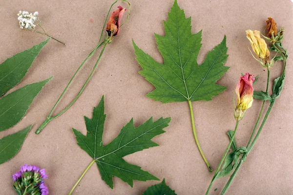 Dry up plants on scrapbook close up — Stock Photo, Image