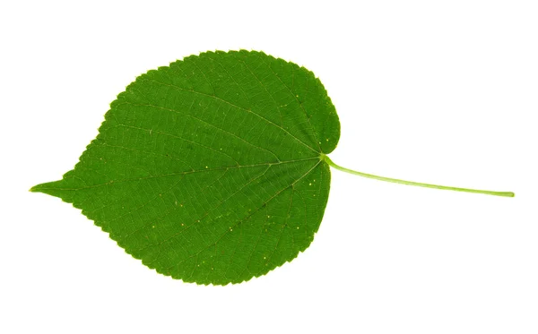 Folha verde isolada sobre branco — Fotografia de Stock