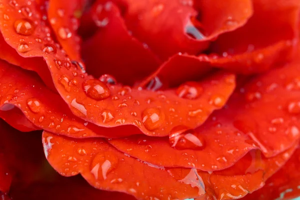 Vatten droppar på rosenblad, närbild — Stockfoto