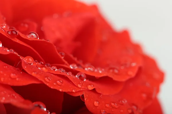 Water drops on rose petals, close-up — Stock Photo, Image