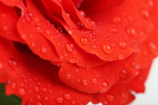 Gocce d'acqua sui petali di rosa, primo piano — Foto Stock