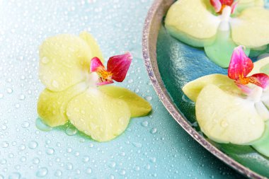 güzel orkide çiçekler