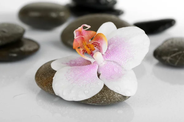 Spa stones with orchid on light background — Stock Photo, Image