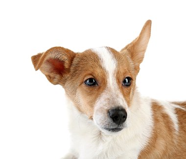 Komik şirin köpek.