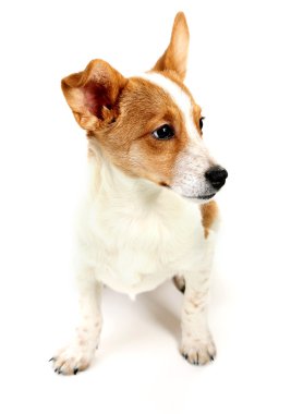 Komik şirin köpek.