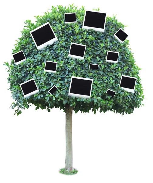 Árvore verde grande com cartões fotográficos isolados em branco — Fotografia de Stock