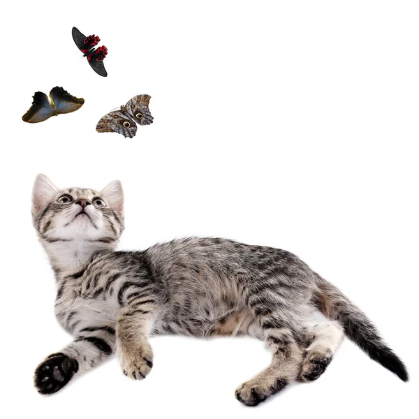 Cute kitten playing with butterflies isolated on white — Stock Photo, Image