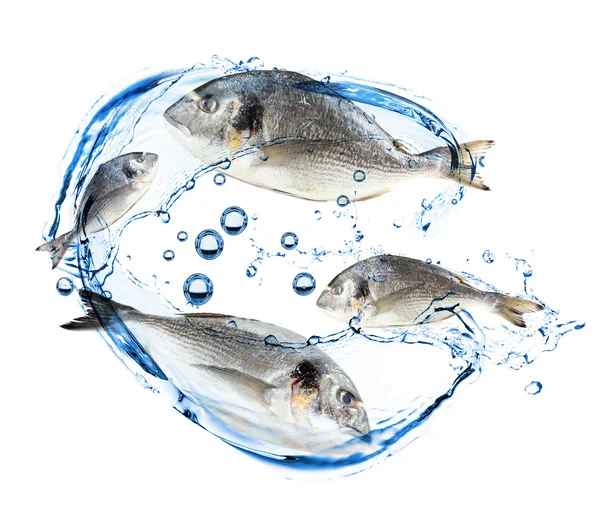 Колаж зі свіжих риб, ізольований на білому — стокове фото