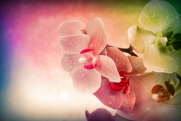 Schöne Orchidee auf farbigem Hintergrund — Stockfoto
