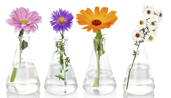 Colagem de flores diferentes em tubos de ensaio de vidro, isolados sobre branco — Fotografia de Stock