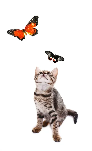 Cute kitten playing with butterflies isolated on white — Stock Photo, Image