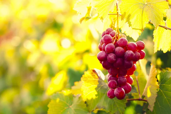 Bunches of ripe grape on plantation closeup — Stock Photo, Image