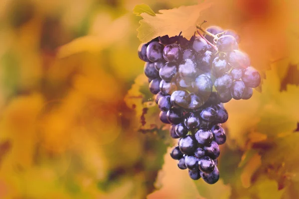Bunches of ripe grape on plantation closeup — Stock Photo, Image