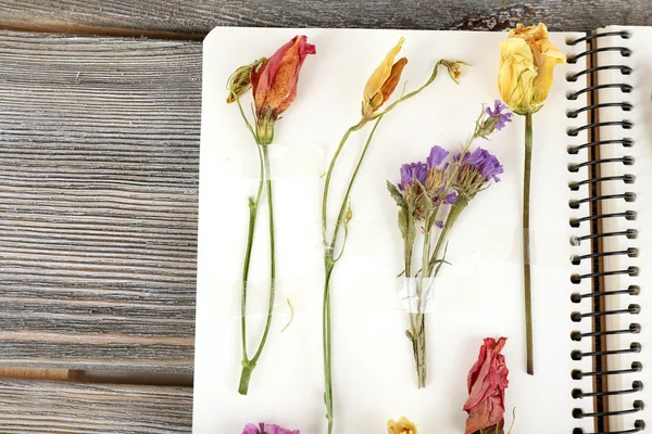 Secar las plantas en el cuaderno sobre el fondo de madera — Foto de Stock