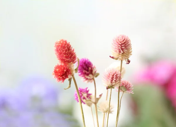 Bei fiori secchi su sfondo luminoso — Foto Stock