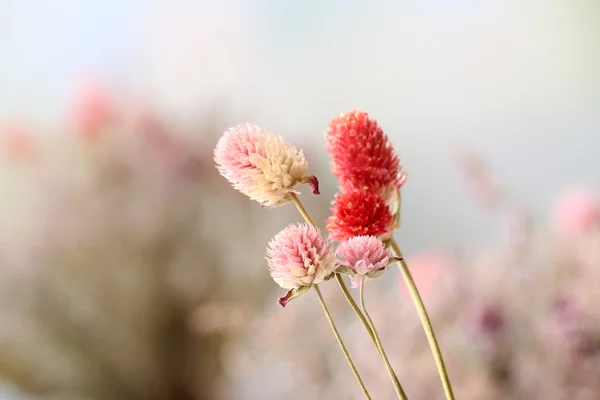 Mooie gedroogde bloemen op lichte achtergrond — Stockfoto