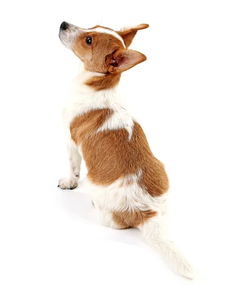 Funny Cute dog — Stock Photo, Image