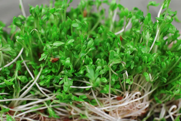 Salat mit frischer Kresse — Stockfoto