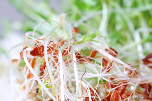 Свежий салат из кресса — стоковое фото