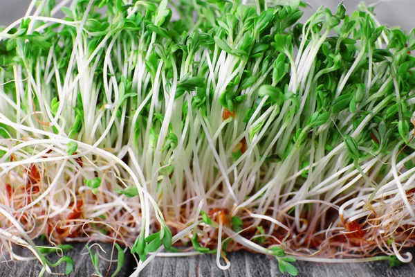 Fresh cress salad — Stock Photo, Image