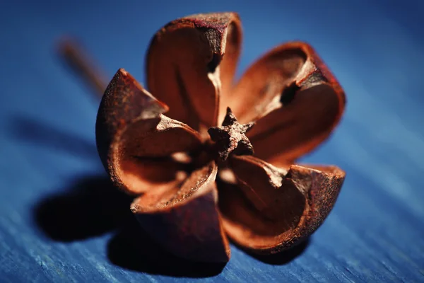 Torkade dekorativ blomma — Stockfoto