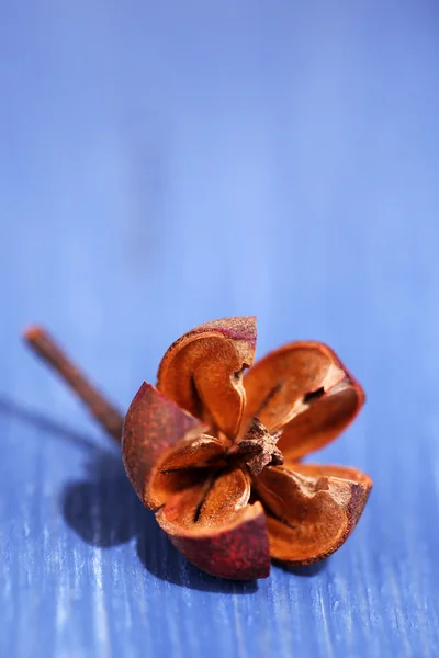 Sušený dekorativní květina — Stock fotografie