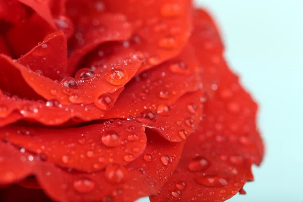 Wassertropfen auf Rosenblättern, Nahaufnahme — Stockfoto