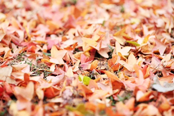 Beautiful autumn leaves — Stock Photo, Image