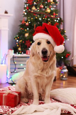 Ahşap zemin ve Noel dekorasyon arka plan üzerinde mevcut kutusuyla ekose üzerinde oturup Noel Baba şapkası içinde Labrador