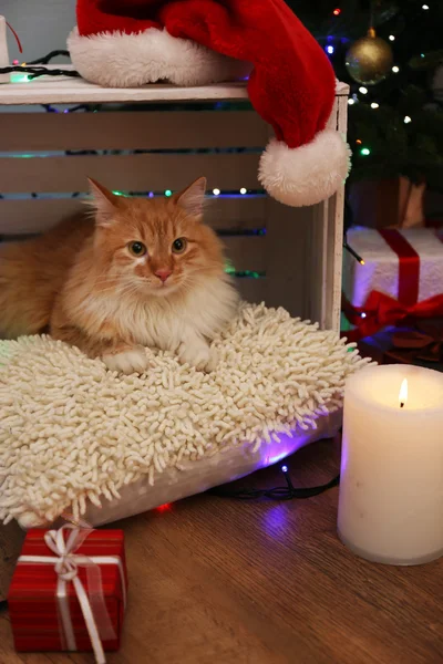 Gatto rosso sul cuscino senza pavimento in legno e sfondo decorazione di Natale — Foto Stock