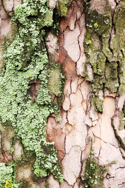 Textura de madeira velha do bardo da árvore com musgo, vista macro — Fotografia de Stock