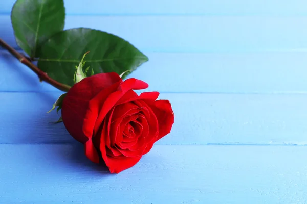 Hermosa rosa roja sobre fondo tablones de madera de color — Foto de Stock